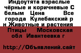 Индоутята взраслые чёрные и коричневые С белым › Цена ­ 450 - Все города, Кулебакский р-н Животные и растения » Птицы   . Московская обл.,Ивантеевка г.